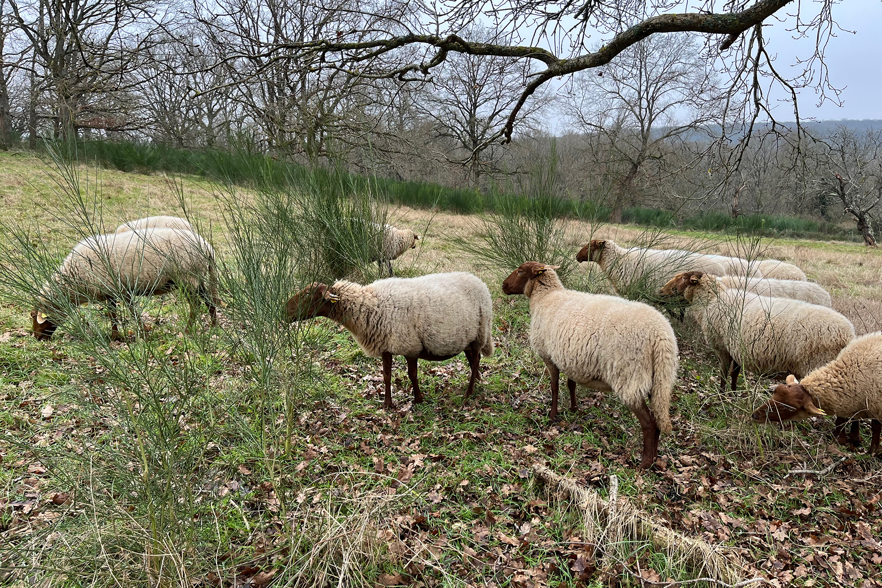 Biodiversité et écopâturage