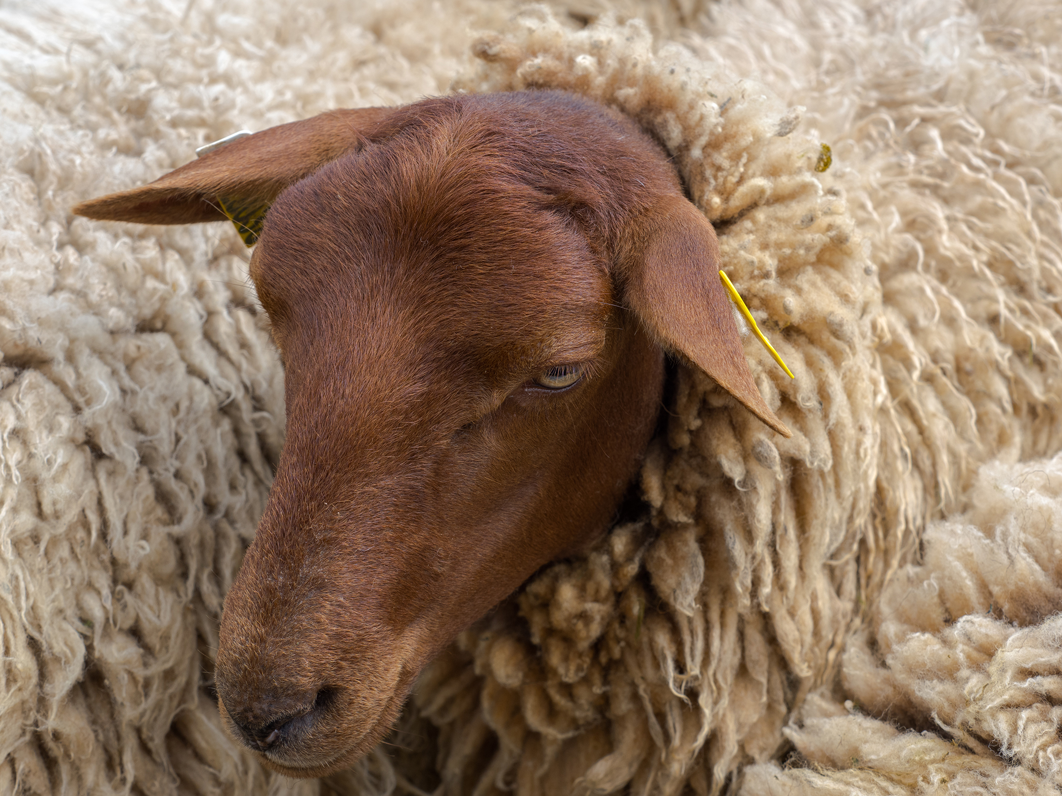 Éco-pâturage avec des moutons - Sud Essone, Sud Yvelines, Nord Loiret