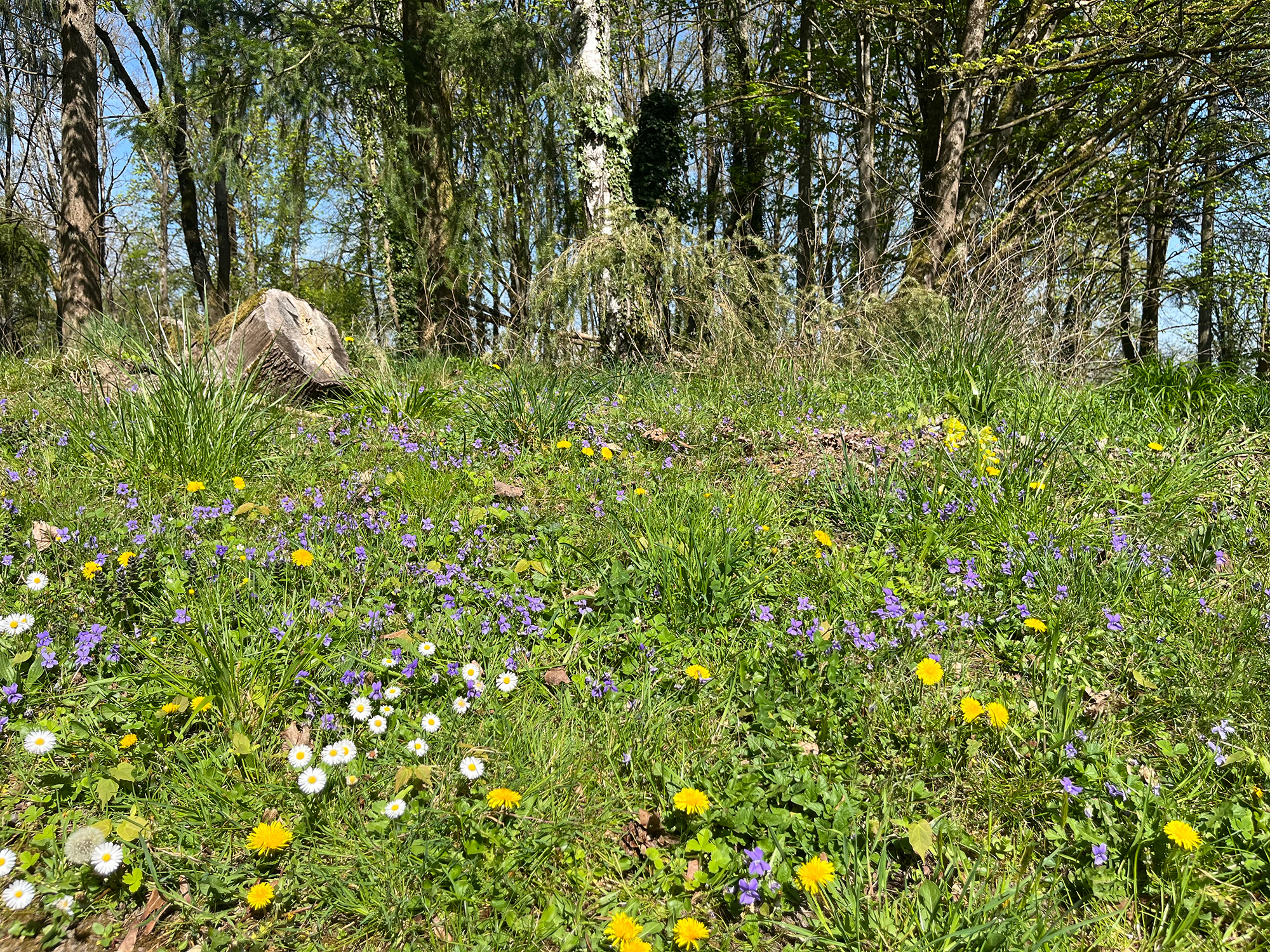 Réalisation d'études de terrain pour écopâturage