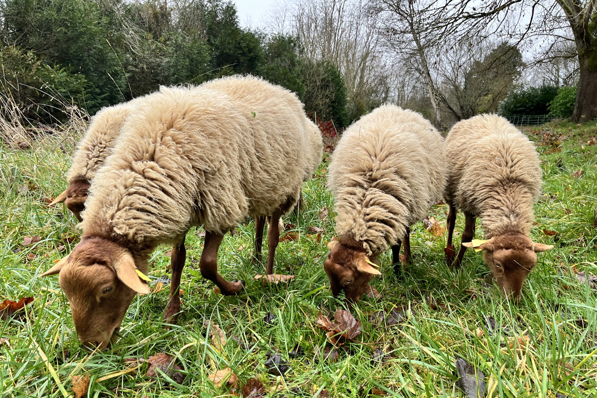 Moutons en éco-pâturage